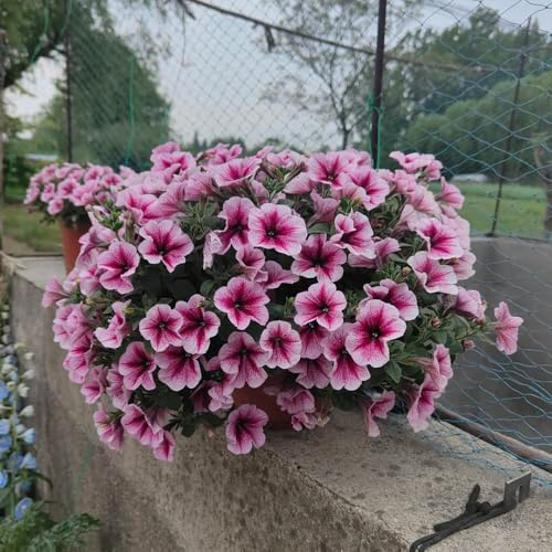 semi di petunia, aiuole rialzate per giardino resistenti esotici per appartamento 1200pcs