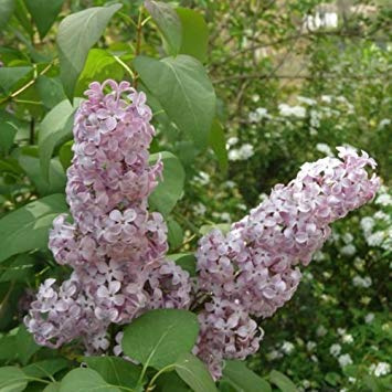 seedsown 10 Semillas de Las primeras Coreana Lila Syringa Oblata