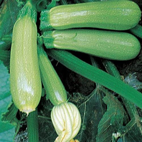 ZUCCHINO F1 TOP KAPI NR.20 SEMI