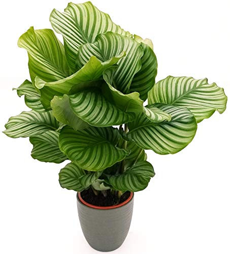 POWERS TO FLOWERS - CALATHEA ORBIFOLIA XXL, MARANTA, pianta vera