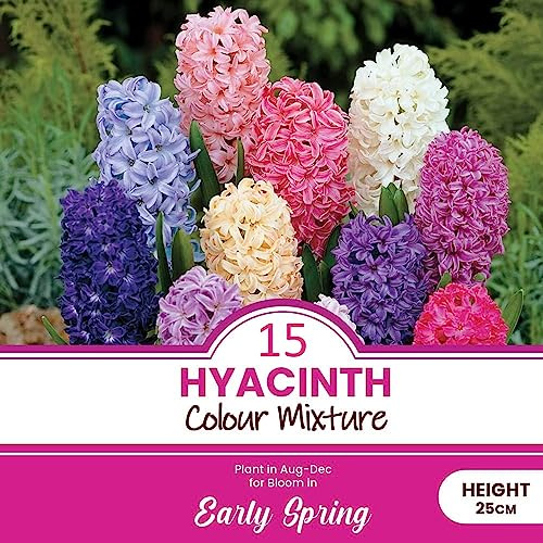 15 x Hyacinth Colour Mixture Bulbs - Spring Flowering - Perennial - Grace Every Spring Garden - Sweetly Fragrant