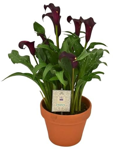 Cala o Lirio de Agua Natural con Maceta de CERÁMICA