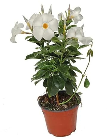 Mandevilla o Dipladenia Natural con Flores Blancas - Flores Fucsia Belleza y Bienestar para tu Hogar