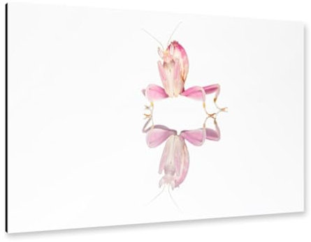 artboxONE Alu-Print 90x60 cm Eine Orchideen Gottesanbeterin von Künstler Die Welt Tanzt Farben