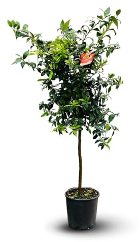 Attitude Jardin - Mandarinier satsuma - citrus unshiu - agrume méditerranéen - arbre fruitier - 120-130 cm - ⌀ 24 cm - résiste au gel