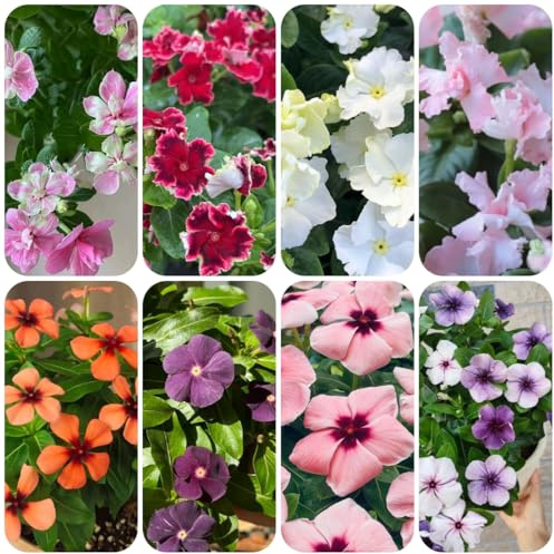 Semillas resistentes de arbustos de hoja perenne Arbustos resistentes ación, semillas orgánicas Catharanthus roseus jardín rocas, jardín raras, 150pcs
