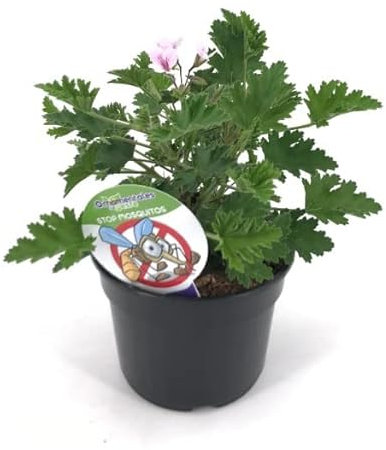 DECOALIVE Geranio Citronela Planta Natural Que Protege de Mosquitos y Otros Insectos