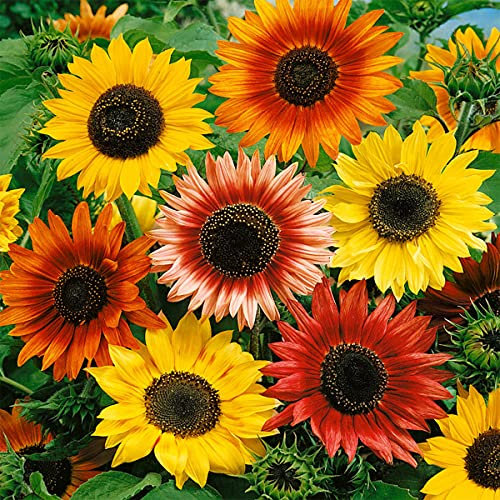Welldales 30 UK Coloured Giant Sunflower Seeds to Plant & Grow Pastel Colourful Flowers