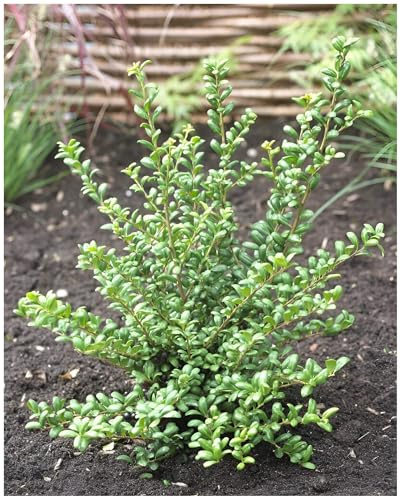 Stauden Gänge 10 x Ilex crenata 'Convexa' Löffel-Ilex winterhart | Immergrüner Buchsbaum-Ersatz für Hecke und Formschnitt, mehrjährig, winterhart, schnittverträglich, 9x9 cm Topf