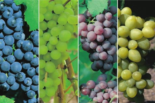 Dornfelder, Phoenix, Roter Gutedel & Vitis vinifera Solaris in einem Paket
