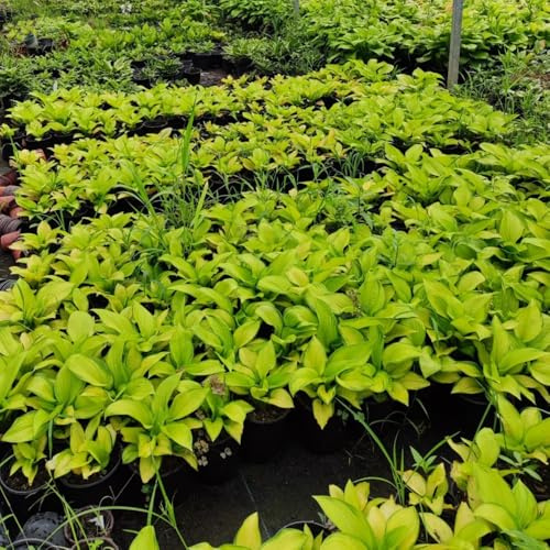 Semi di Hosta, Hosta plantaginea, da giardino roccioso resistenti semi di selvatici regali 350pcs
