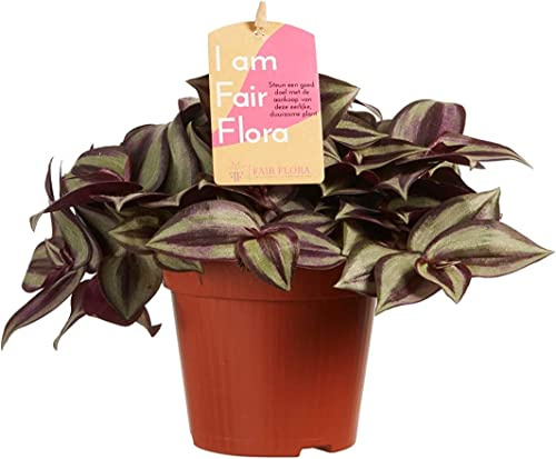 Tradescantia Zebrina Natural Planta Decorativa de Porte Colgante