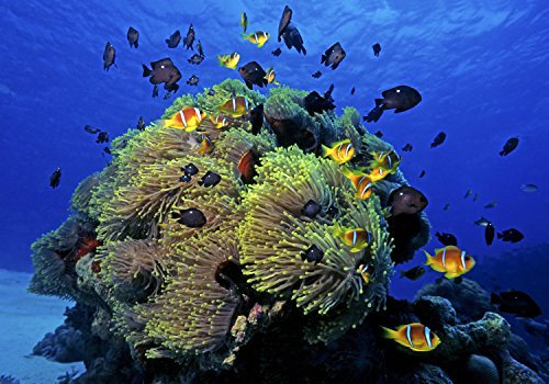 wandmotiv24 Fototapete Unterwasser, 200 x 140cm - selbstklebende Strukturtapete, Wanddeko, Wandbild, Wandtapete, Fische, Meer, Blau M0017