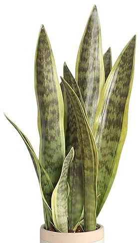 XZJMY Künstliche Schlangenpflanze, 41,9 cm, künstliche Pflanze aus Sansevieria, für den Innenbereich, dekorative Kunstpflanze für Zuhause, Büro, Geschäft, Dekoration, ohne Vase, Gelb, 3