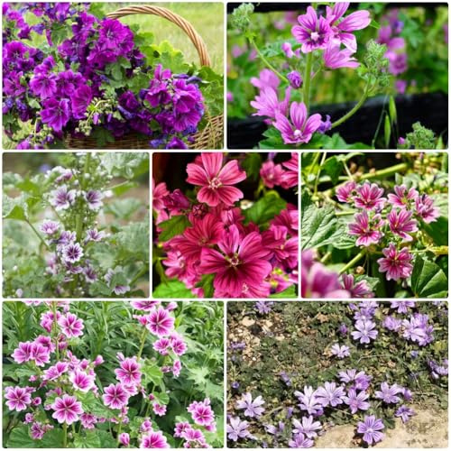 Semillas de malva, silvestres resistentes en jardín para invitados cobertura del suelo invernaderos balcón 500pcs