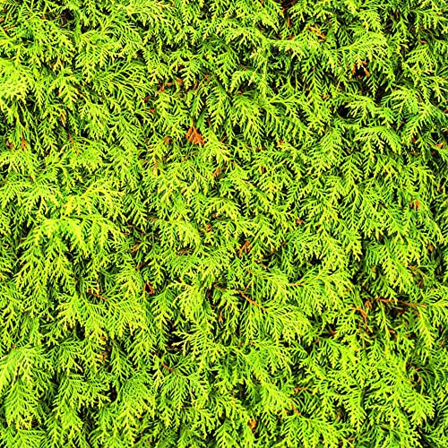 semi resistenti di cipresso - vecchie varietà di da giardino roccioso ornamentale da interno perenni al pieno sole 400pcs