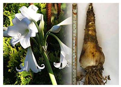 GARTHWAITE NURSERIES® : - Crinum Powellii Alba Bulbs White Spider Lily Garden 3-5 FT Rare Summer Perennial