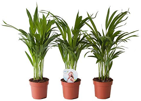 Indoor-héroes Dypsis lutescens - Paleta Areca, diámetro de la maceta: 12 cm, altura: 35 cm, en juego de 3 palmas de oro, paleta de frutos de Madagascar