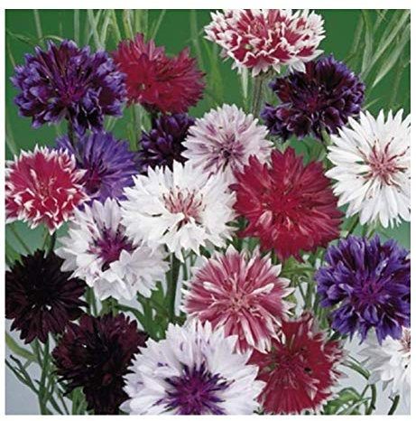 50 Centaurea Cyanus Frosty Mix Seeds - Cornflower Corn Flower - 50 Seeds