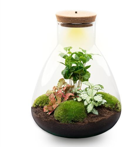 urbanjngl - Sam Coffea Pflanzen Terrarium mit Licht - DIY Kit für EIN nachhaltiges Ökosystem - Durchmesser 24,5 cm, Höhe 30 cm, ideal für Pflanzenliebhaber und Einsteiger.