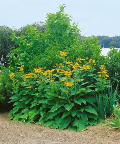 Inula magnifica 9x9 cm Topf – Winterhart, Mehrjährig, Pflegeleicht – Pracht-Alant – Staude für Beet & Rabatte