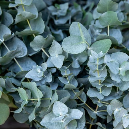 Vivai le Georgiche - Pianta vera di Eucalyptus gunnii France Bleu Eucalyptus gunnii 'Rengun' Eucalipto 'France Bleu', Gomma da masticare al sid - vaso Ø 27 cm