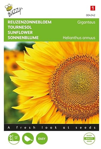 Buzzy Seeds 004342 Riesen Sonnenblume Giganteus (Sonnenblumensamen)