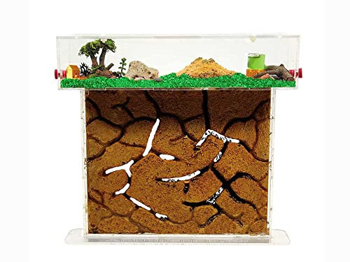 ANTHILLSHOP - Ameisenfarm T- Großer Sand (Acryl)【Ameisen kostenlos enthalten】