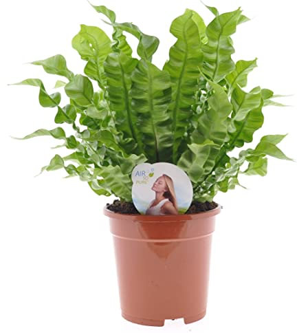 Asplenium 'Crispy Wave' - Birds Nest Fern - houseplant | Height 20-25 cm | Pot 12 cm