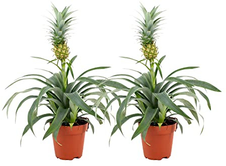 ZynesFlora Ananaspflanze 2 Stück im 12 cm Pflanzentopf - Ananas Comosus Mi Amigo - Höhe: 35-40 cm - Tropische Zimmerpflanze