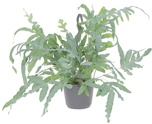 KENTIS - Phlebodium Blue Star - Felce a Zampa di Coniglio - Piante Purifica Aria da Intenro - Pianta Vera da Appartamento - H 32-42 cm Vaso Ø 17 cm