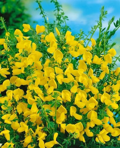 Cytisus scoparius 'Vanesse' 60–80 cm – Winterhart, Mehrjährig, Pflegeleicht – Besenginster – Zierstrauch für Garten & Beet