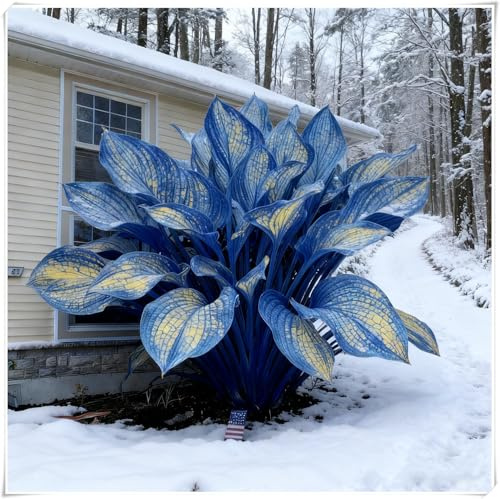 Hosta Bulbi,Resistenti al freddo e alla siccità,Bulbi di Hosta -adatte per la decorazione di giardini e balconi,miste,Radici selezionate di hosta,-4 Bulbi-B