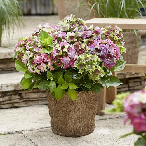 Hydrangea macrophylla 'Lady MATA Hari Pink' – Unique Royalty Collection with Hand-Painted Blooms, Compact & Hardy Shrub - 1x 5 Litre Potted Plant by Thompson & Morgan