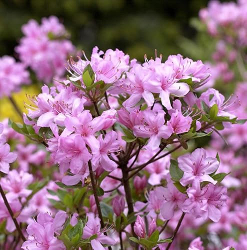 Kyushu-Azalee 30-40cm - Rhododendron kiusianum