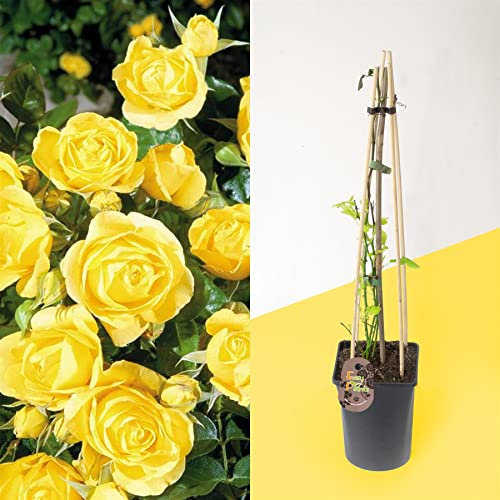 Blue Magic Design 1 Fragrant Outdoor Climbing Rose Bush in pot Flower Garden Plant Shrub - Yellow