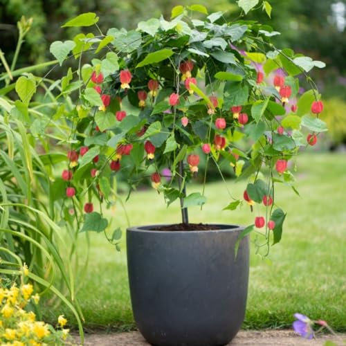 Abutilon megapotamicum - Exotic Lantern-Shaped Flowers - Hardy Outdoor Shrub - Red & Yellow Blooms - Long Flowering Season - Patio Container Gardening - 1x 3 Litre by Thompson and Morgan