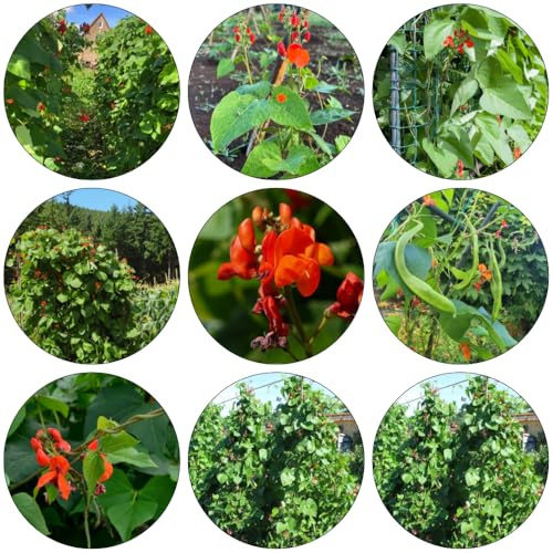 Feuerbohnen - Phaseolus coccineus hochbeet balkon gartenkräuter kräutersamen zimmerbonsai bonsai zimmerpflanze gemüsesamen alte sorten kräuterpflanzen Bohnensamen balkonpflanzen 100samen