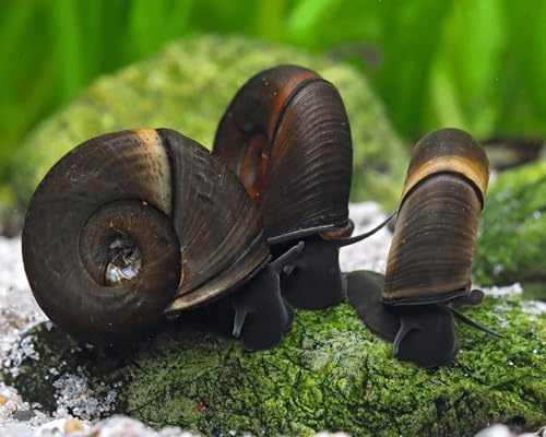 Garnelio - 10x Teich Posthornschnecke - Planorbella duryi duryi