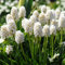 Piante di giacinto,Giacinto d'uva, un bulbo con più fiori, profumo intenso, facili da piantare nel paesaggio del giardino-4 Bulbi-D