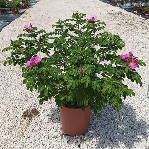 PianteWeb pw-rosa-rugosa-misto-24