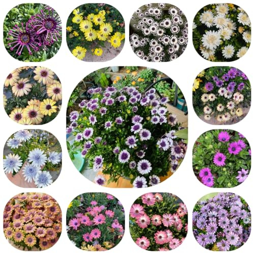 semillas de margarita - resistentes jardín variedades antiguas 800pcs