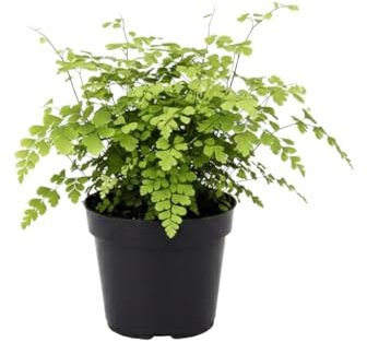 Adiantum Raddianum Fragrans Helecho Culantrillo DECOALIVE Planta Viva Interior de Follaje Fino Maceta 14 cm Altura 35 cm