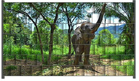 Wallario Zaun Sichtschutz Windschutz für EIN- und Doppelstabmattenzäune in der Größe Breite 2,50m x Höhe 1,40m, Motiv: Junger Elefant im Dschungel