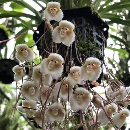 New Fresh - Semi di orchidea a forma di scimmia, 100 pezzi