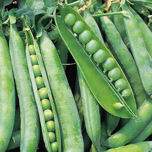 Bolly Bulbs® - Garden Pea Seeds 'Terrain' (35 Seeds)…