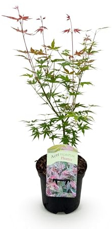 Japansk lönn Acer palmatum Phoenix – rosa-röd – balkong och trädgårdsväxt – Ø 19 cm kruka – ca. 70 cm hög – handformat blad med intensiv höstfärgning