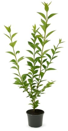 5 Wintergrüner Liguster Atrovirens 80-120cm im 3L Topf | Heckenpflanze – immergrün & winterhart – schnellwachsend & pflegeleicht | Sichtschutzhecke für Garten – deutsche Baumschulqualität