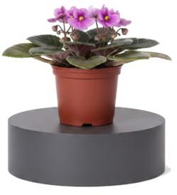 DECOALIVE Planta Decorativa Saintpaulia Ionantha Violeta Africana en Formato 12 cm Altura 20 cm con Flor