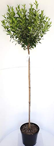 Kugelkirsche, Stämmchen, Prunus fruticosa Globosa, Steppenkirsche, Höhe: 250 cm (Stammhöhe: 180 cm)